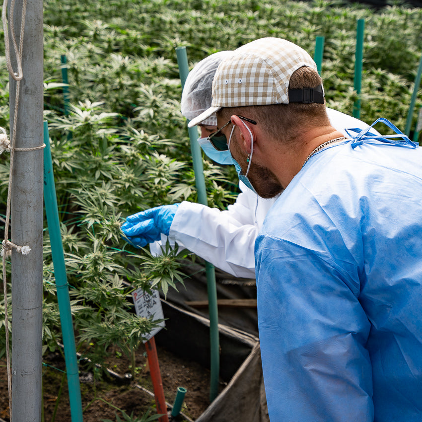 What criteria should you use to choose the right CBD producer in France?