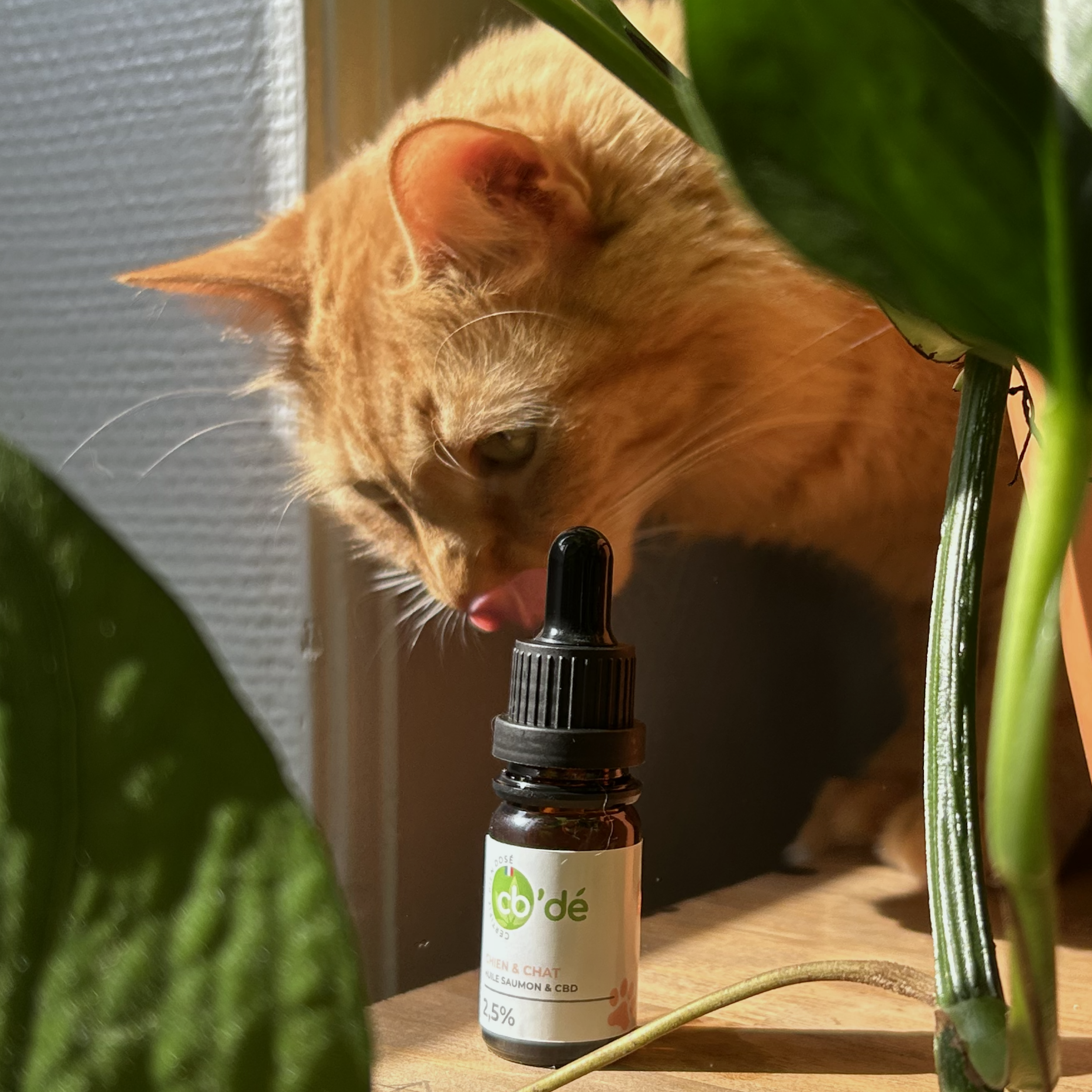 Die Verwendung von CBD für Tiere: ein Markt, den man nicht verpassen sollte