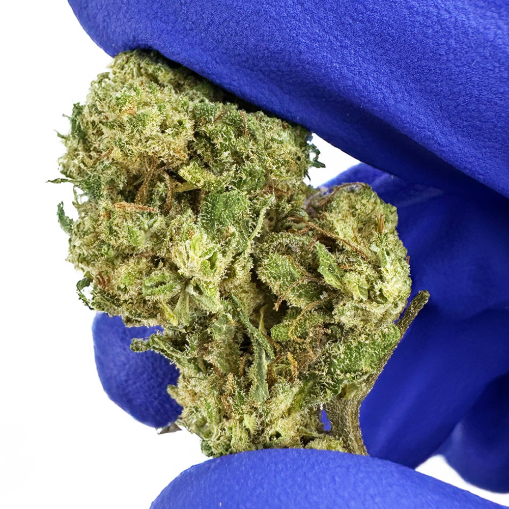 Small Buds Amnesia Core Cut - Híbrido