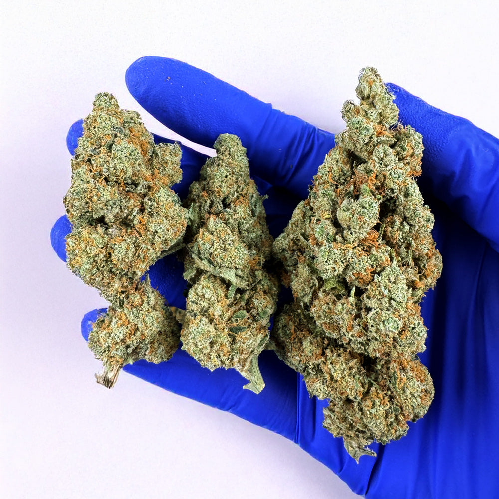 Amnesia JSH B1 CBD - Interior