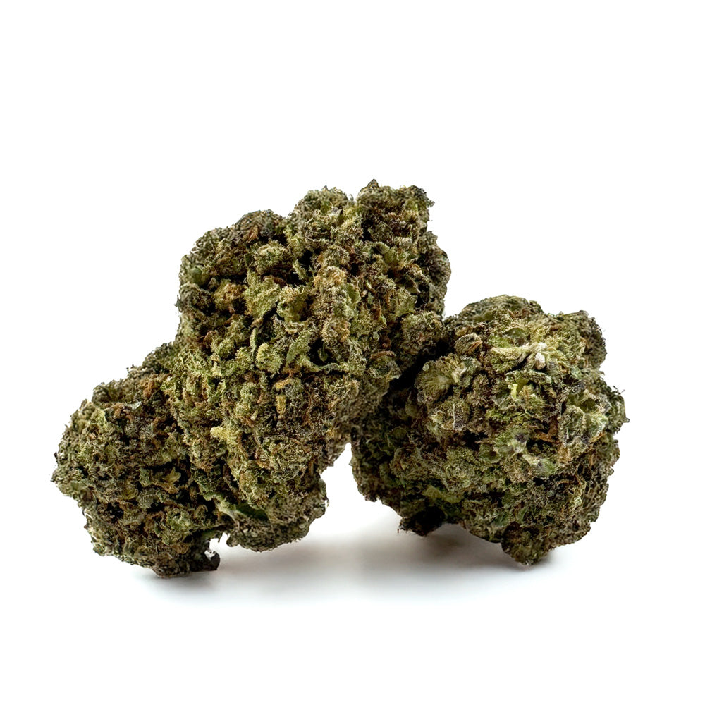 Blueberry Muffin #B2 CBD – pěstování v interiéru
