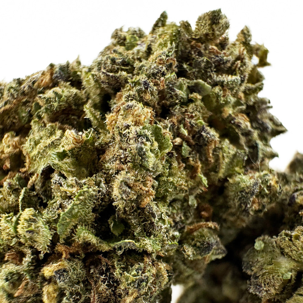 Blueberry Muffin #B2 CBD – pěstování v interiéru