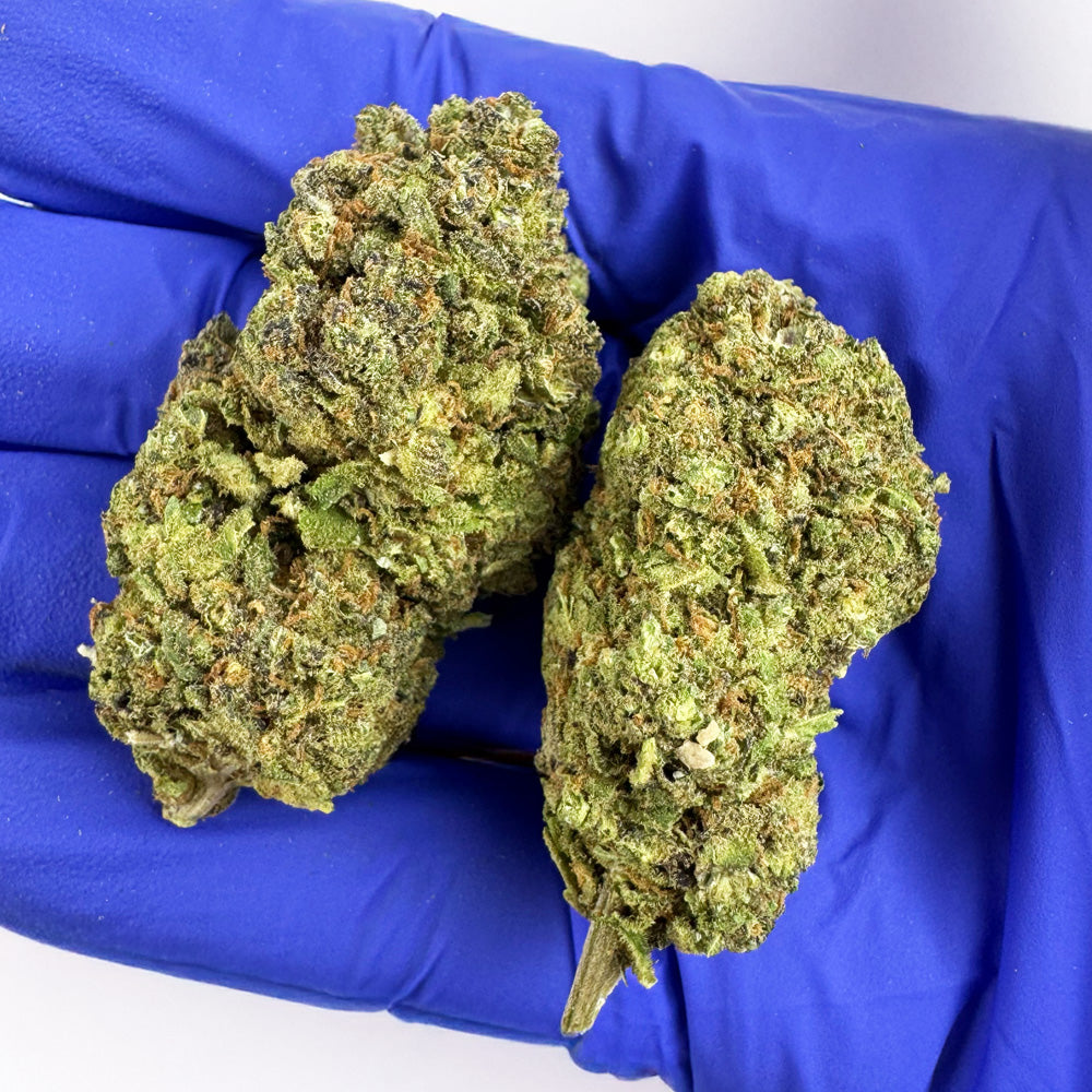 Blueberry Muffin #B2 CBD - Indoor