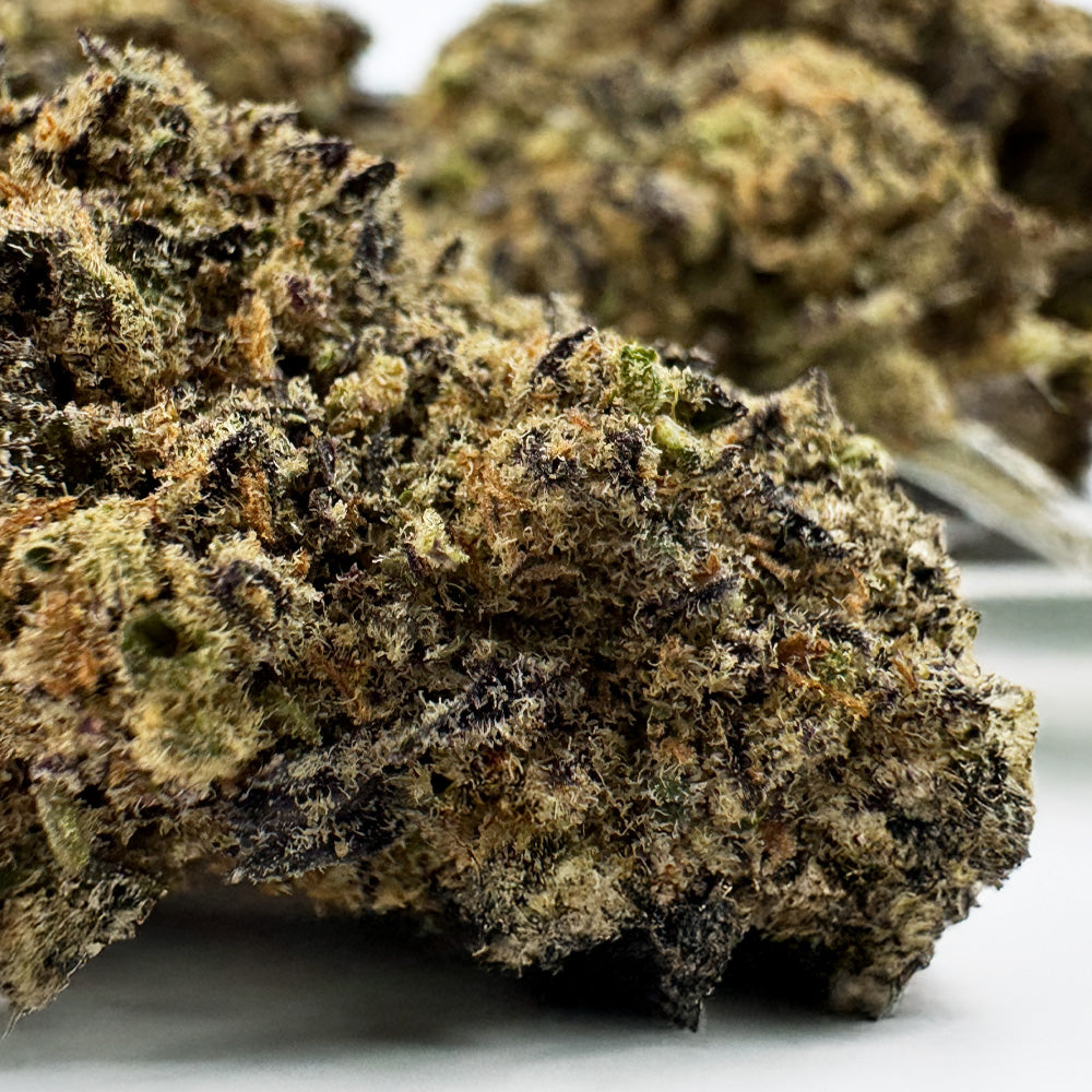 Black Widow CBD – uprawa w pomieszczeniu