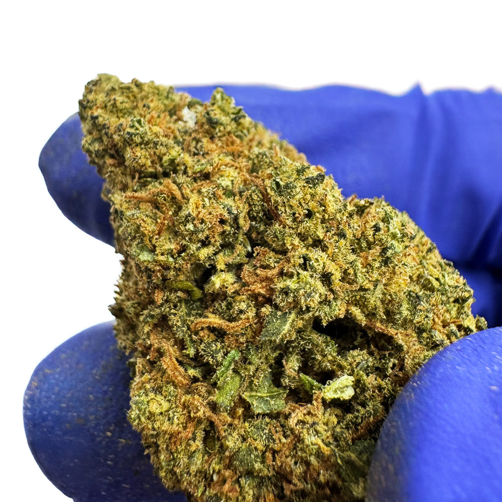 Blue Cake CBD – uprawa indoor