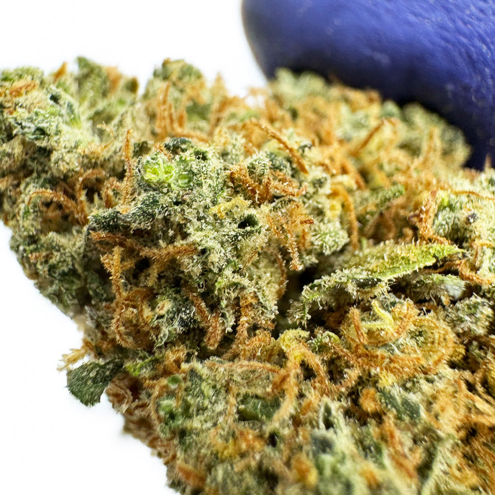 Blueberry Muffin CBD - Indoor