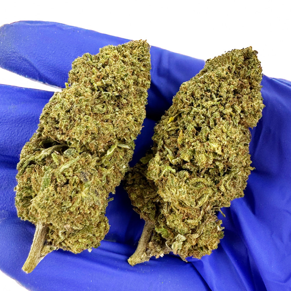 Candy Melon - Glazen kas