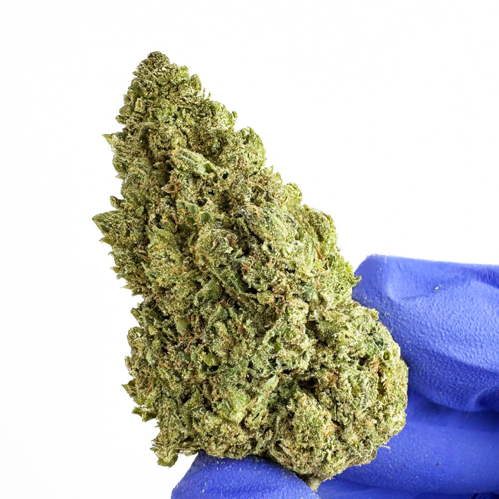 Candy Rain - Híbrido de EE. UU.