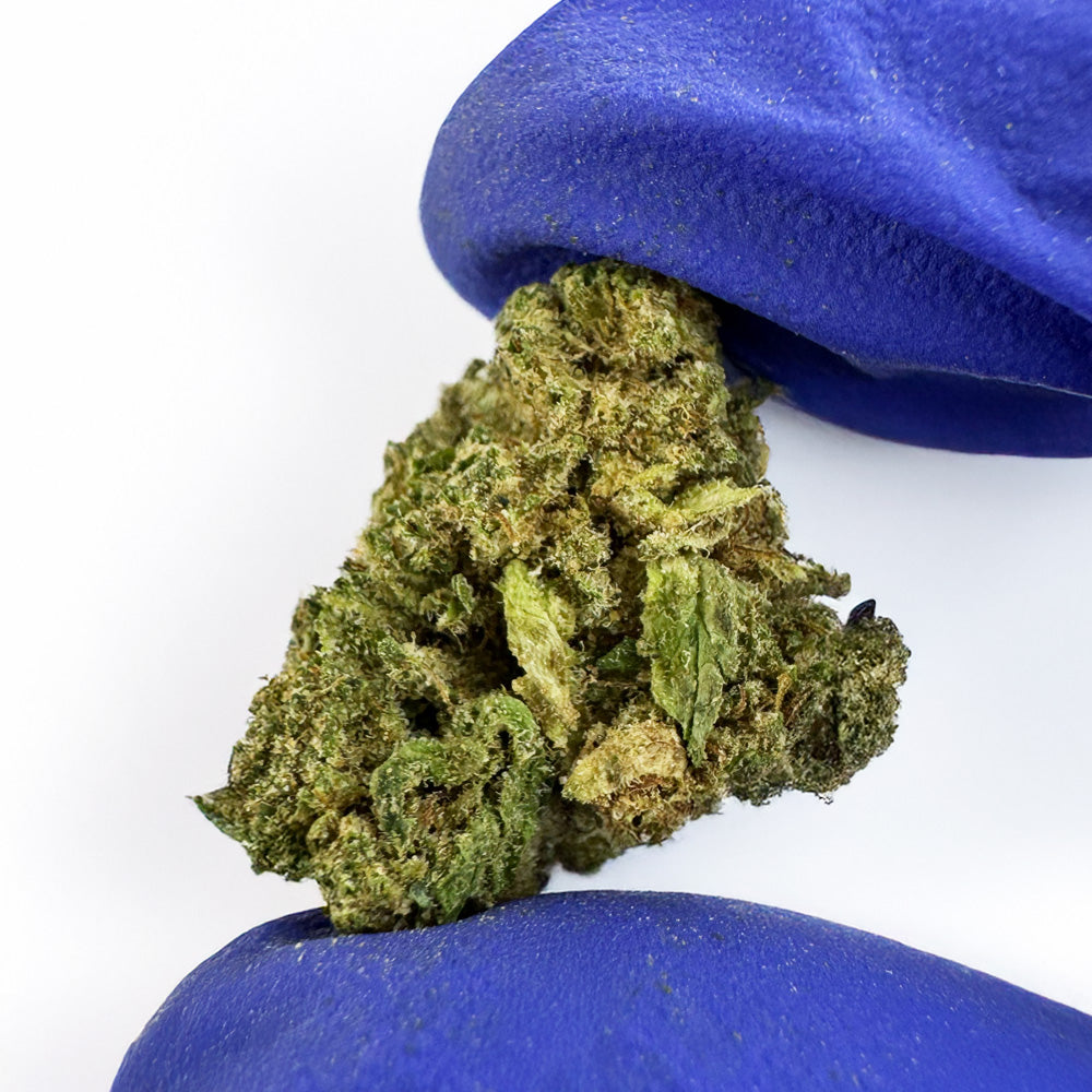 Cogollos pequeños Candy Rain - Híbrido