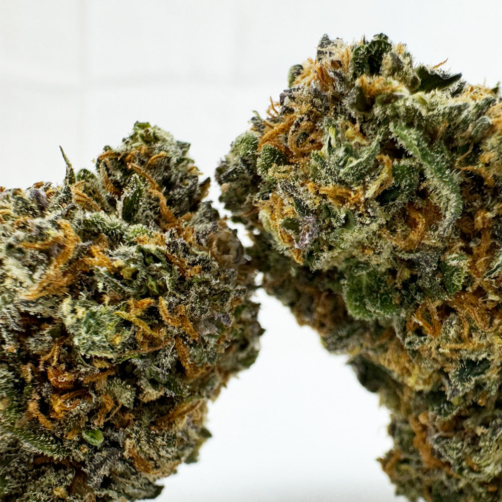 Cherry Pie CBD – uprawa indoor