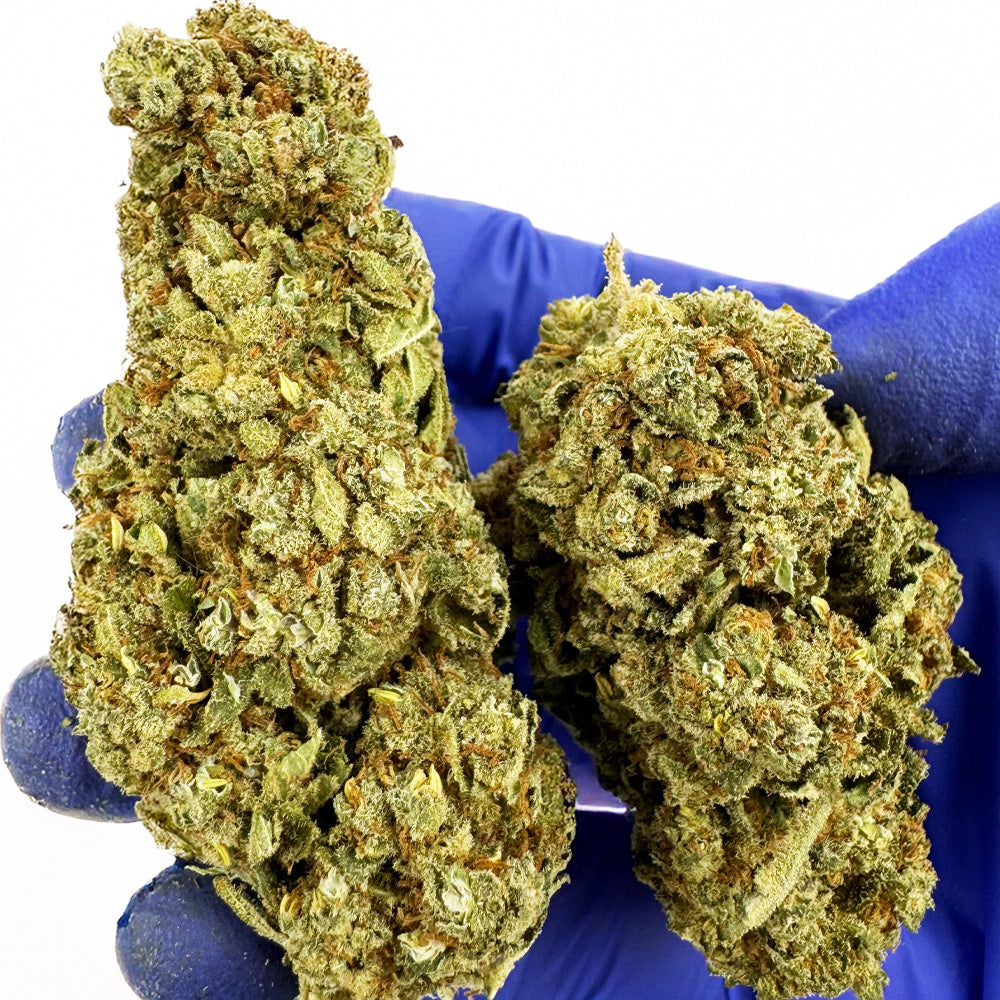 Citrus OG – Indoor