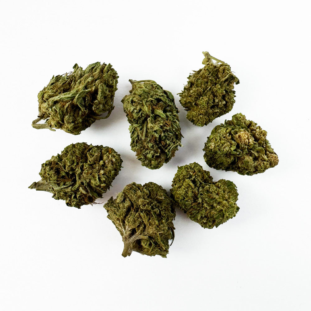 Small Buds Critical - Híbrido