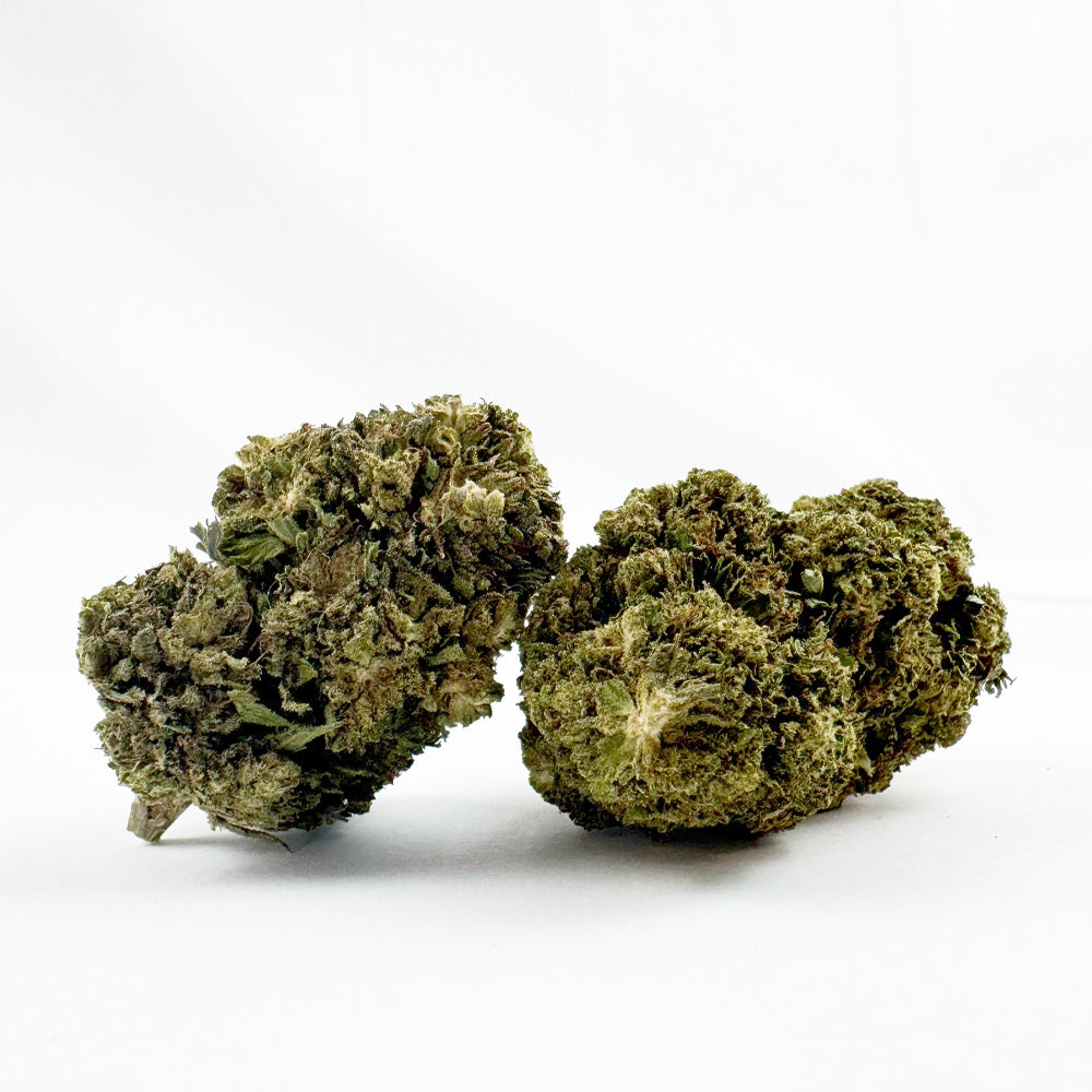 Critical – hybryda z USA — zdjęcie 1