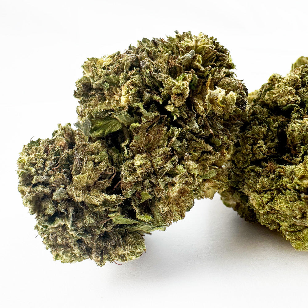 Critical – hybryda z USA — zdjęcie 2