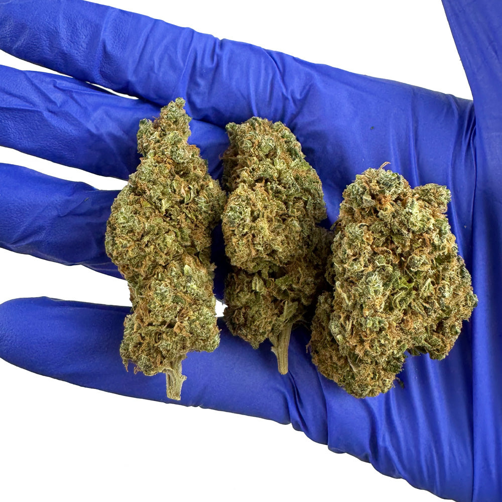 Blueberry Muffin CBD – pěstování v interiéru — foto 5