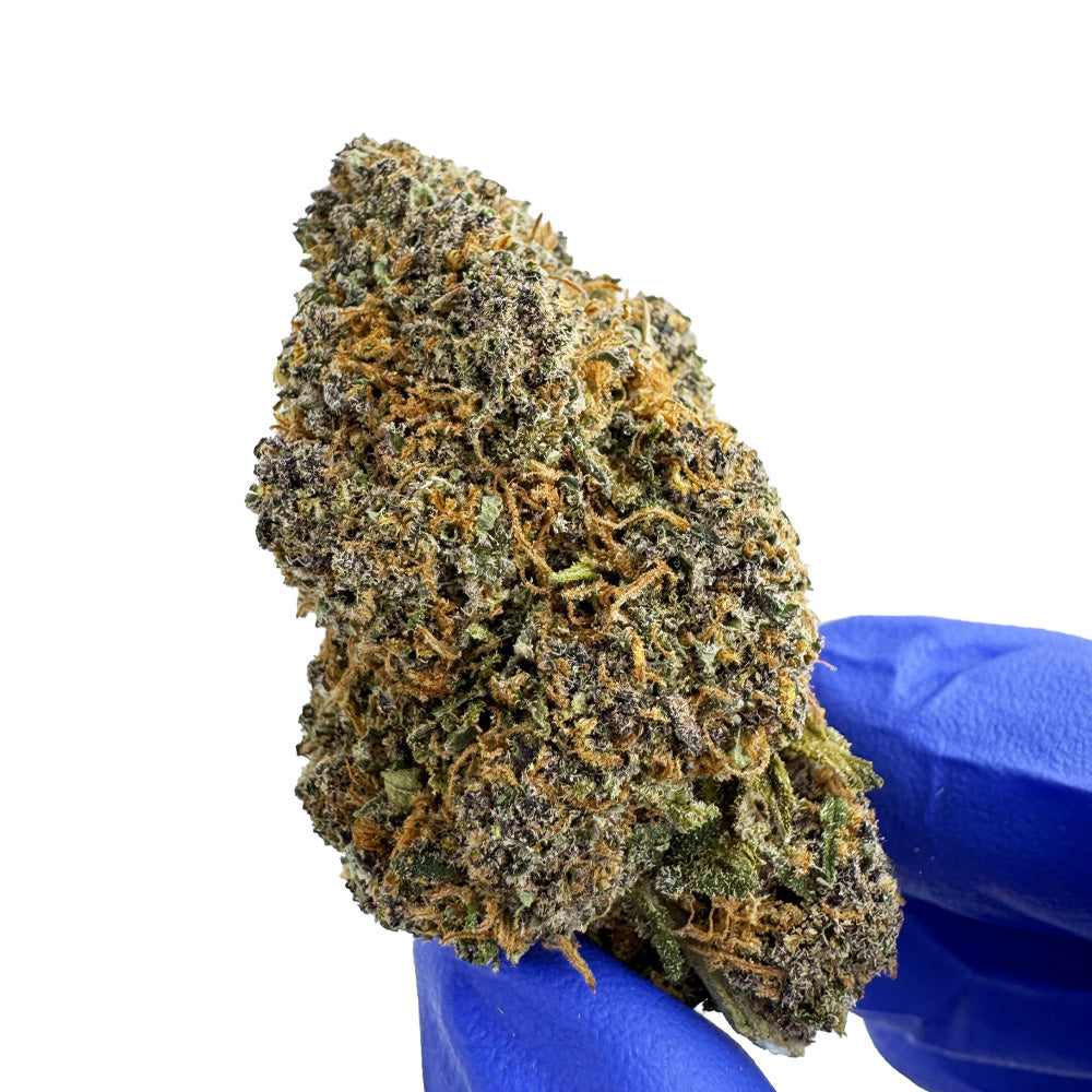 Glazzy Grape - Indoor Elite USA — photo 5