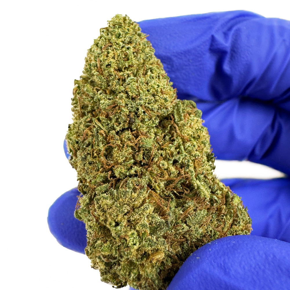 Fanta - Híbrido EE. UU.