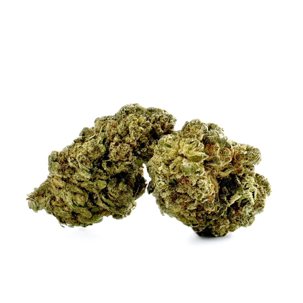 Gasolina CBD – Indoor