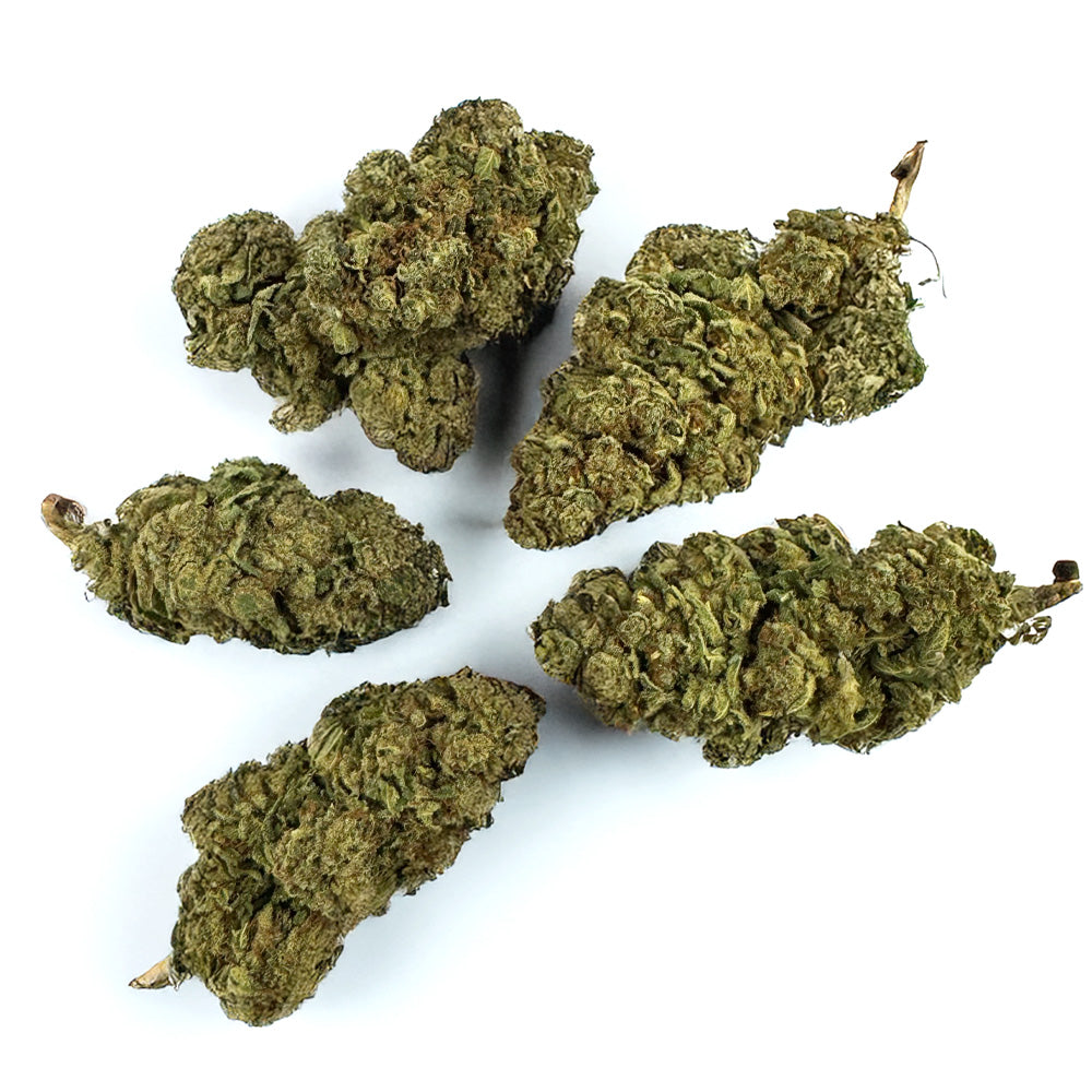 Gasolina CBD – Indoor