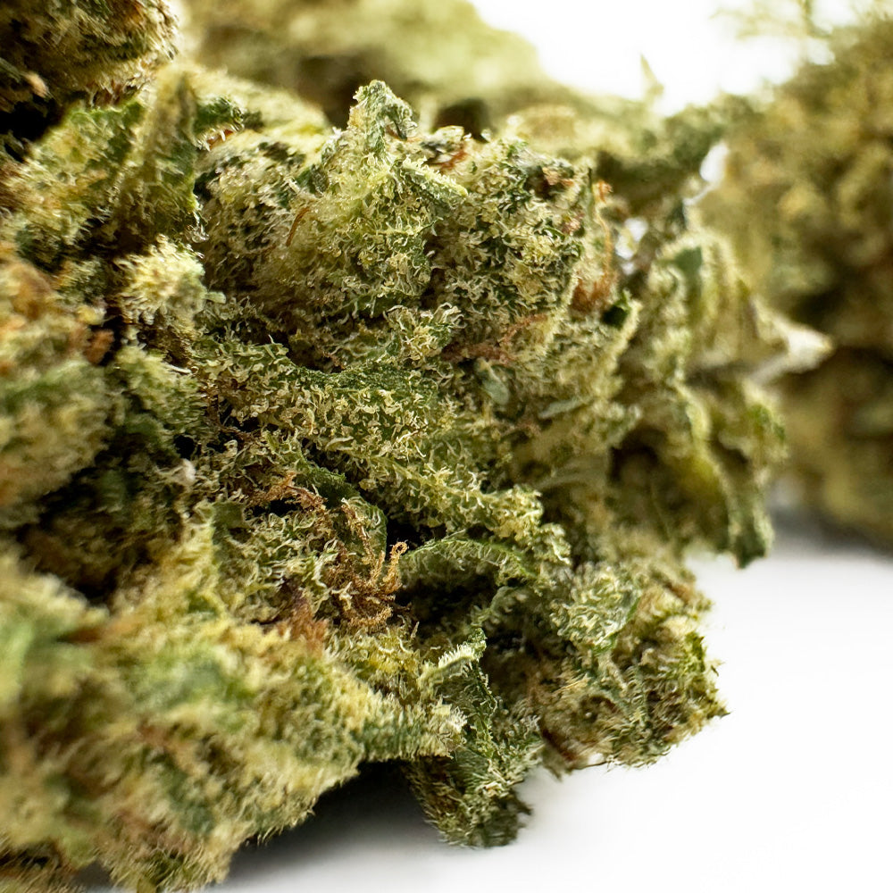 Gasolina CBD – Indoor