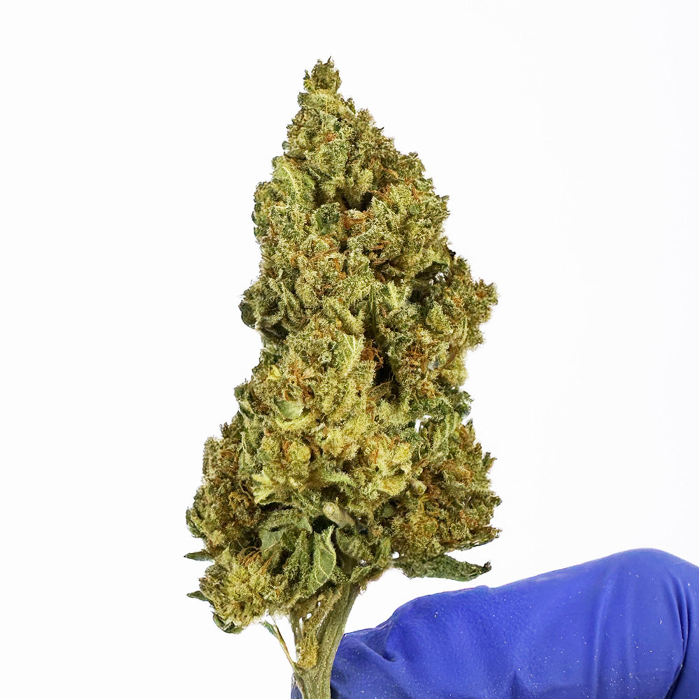 Gasolina CBD – Indoor
