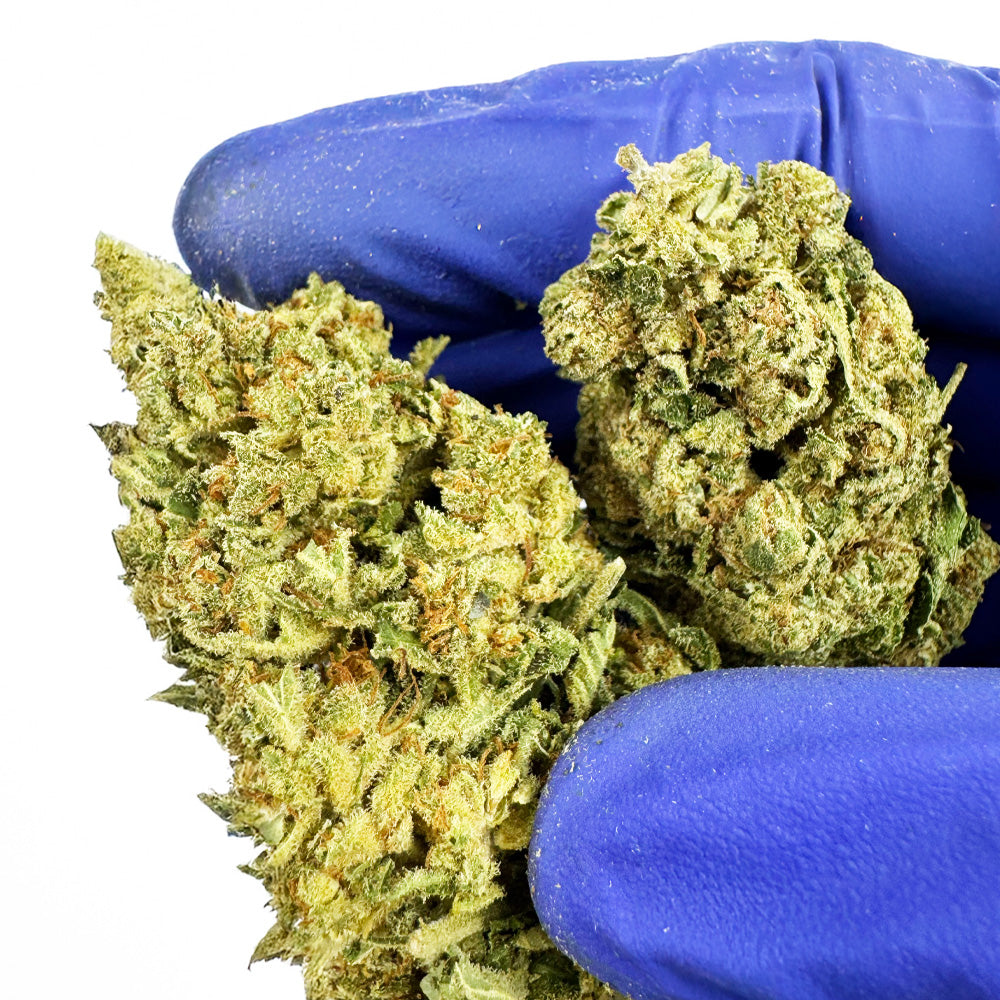 Gasolina CBD – Indoor