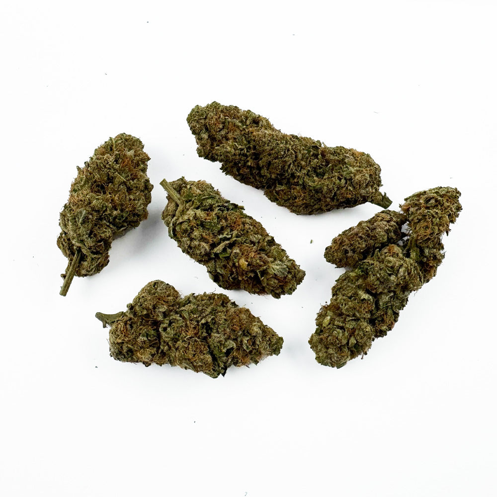 Gaz Can - Indoor Elite USA — photo 2