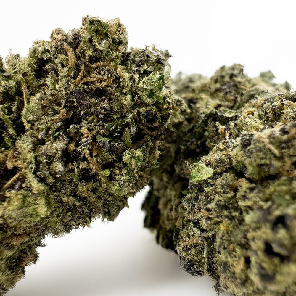 Gelato #41 – Indoor USA
