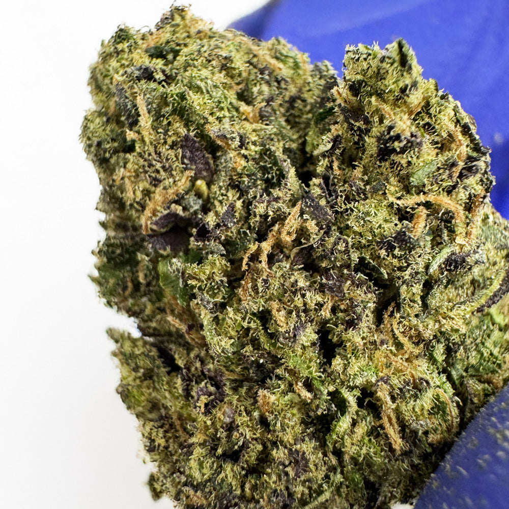 Gelato #41 – Indoor USA