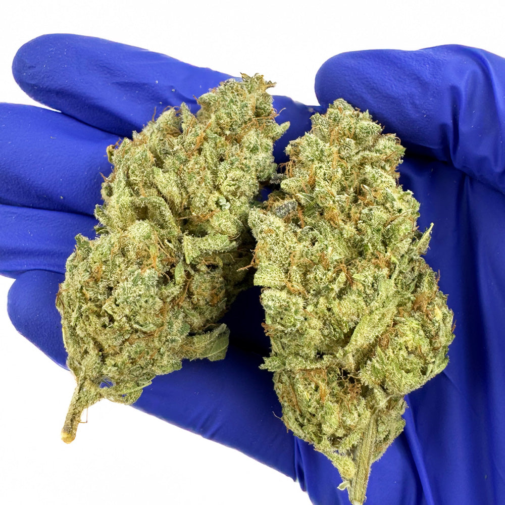 Gushers CBD - Interior