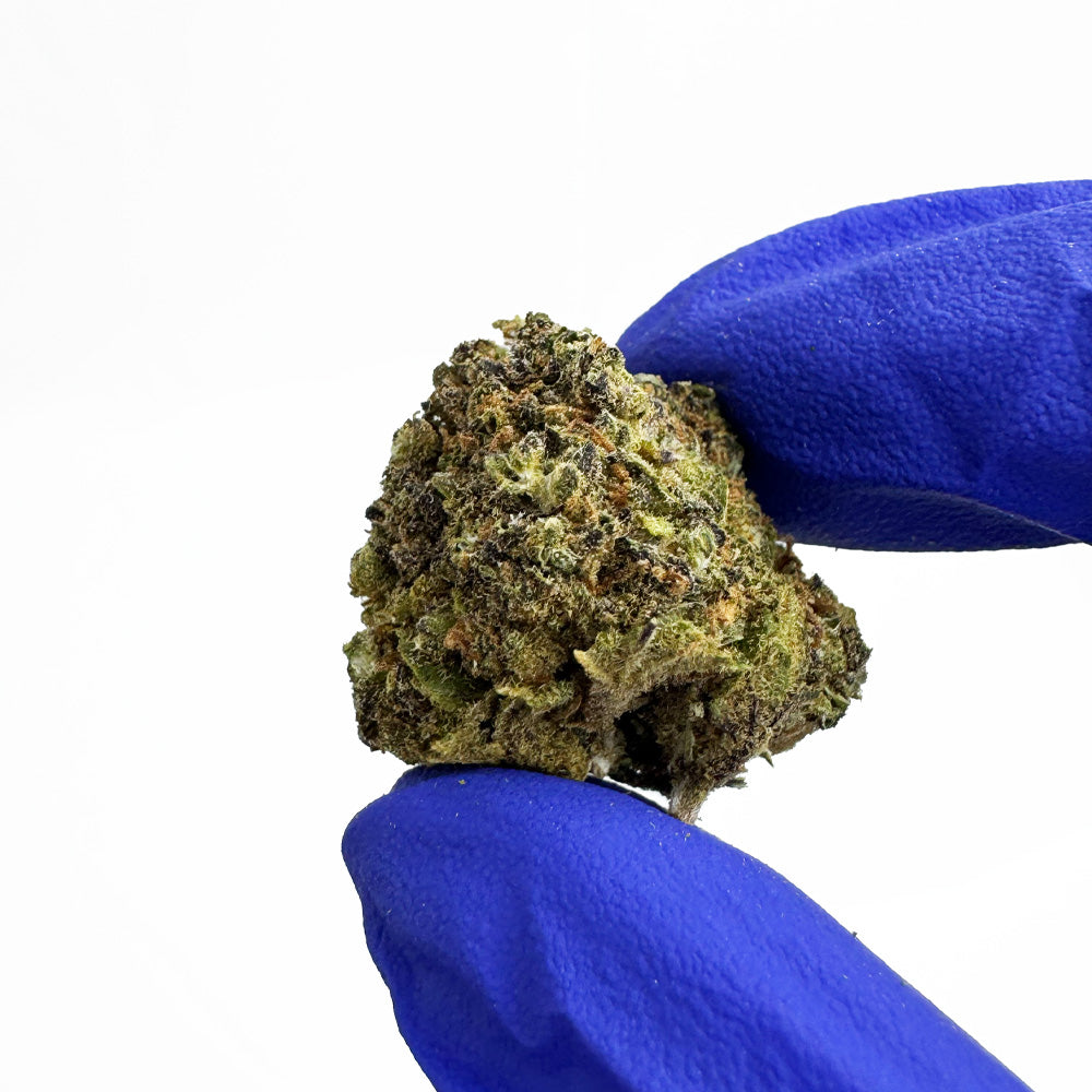 Středně velké palice Haze Berry – pěstované v interiéru