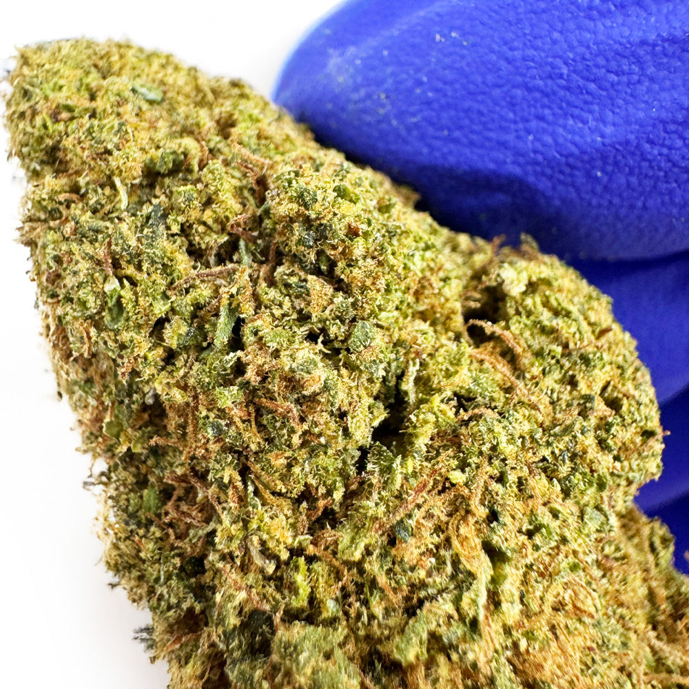 Juicy – hybryda z USA