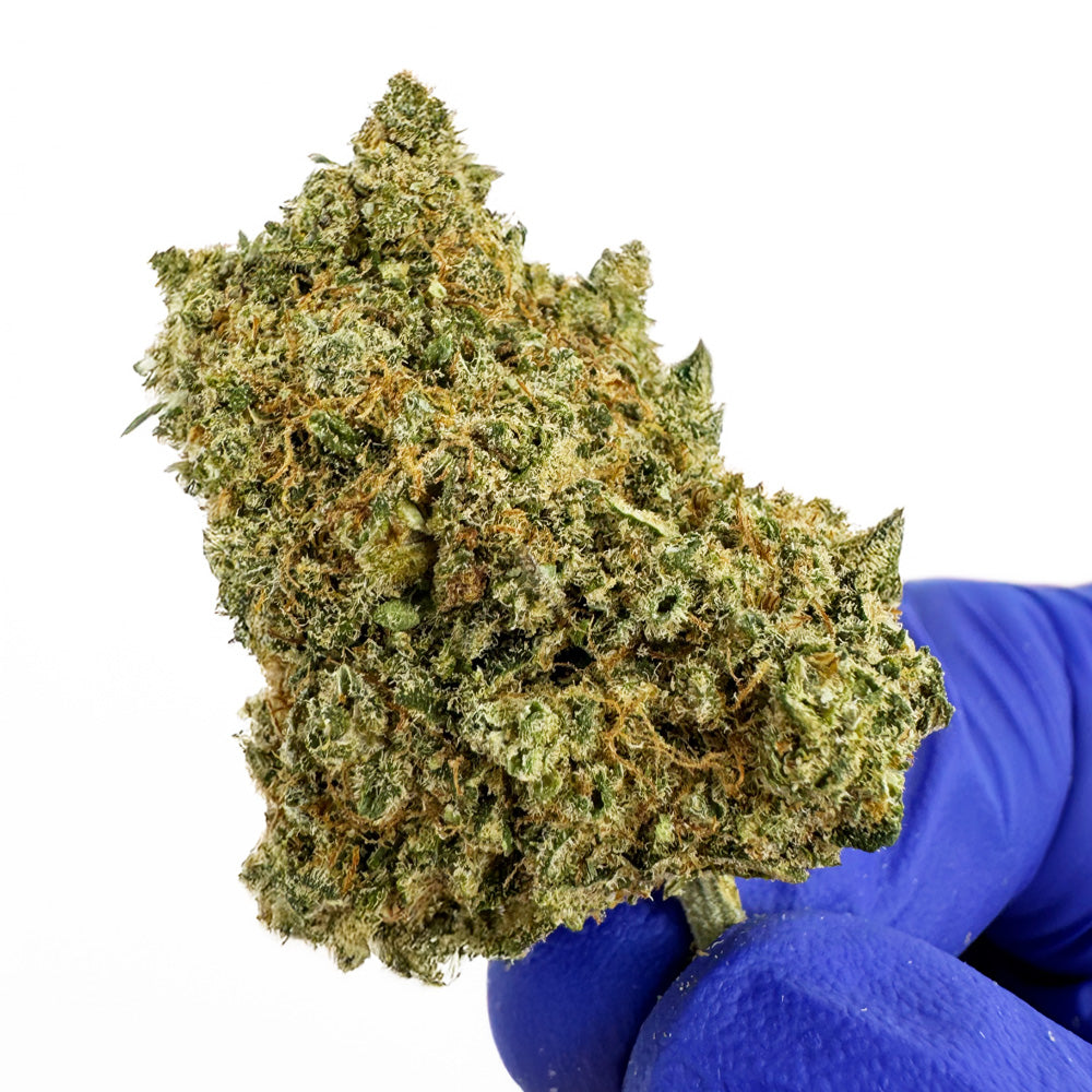 Limon Cali CBD - Hydroponisch Cali