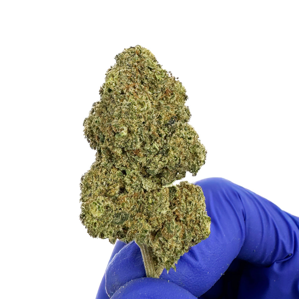 Malabar CBD - Interior