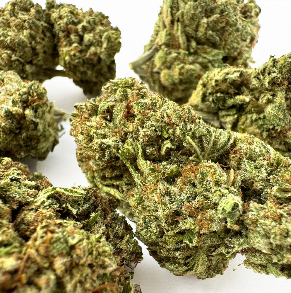 Malabar CBD – uprawa w pomieszczeniu — zdjęcie 4
