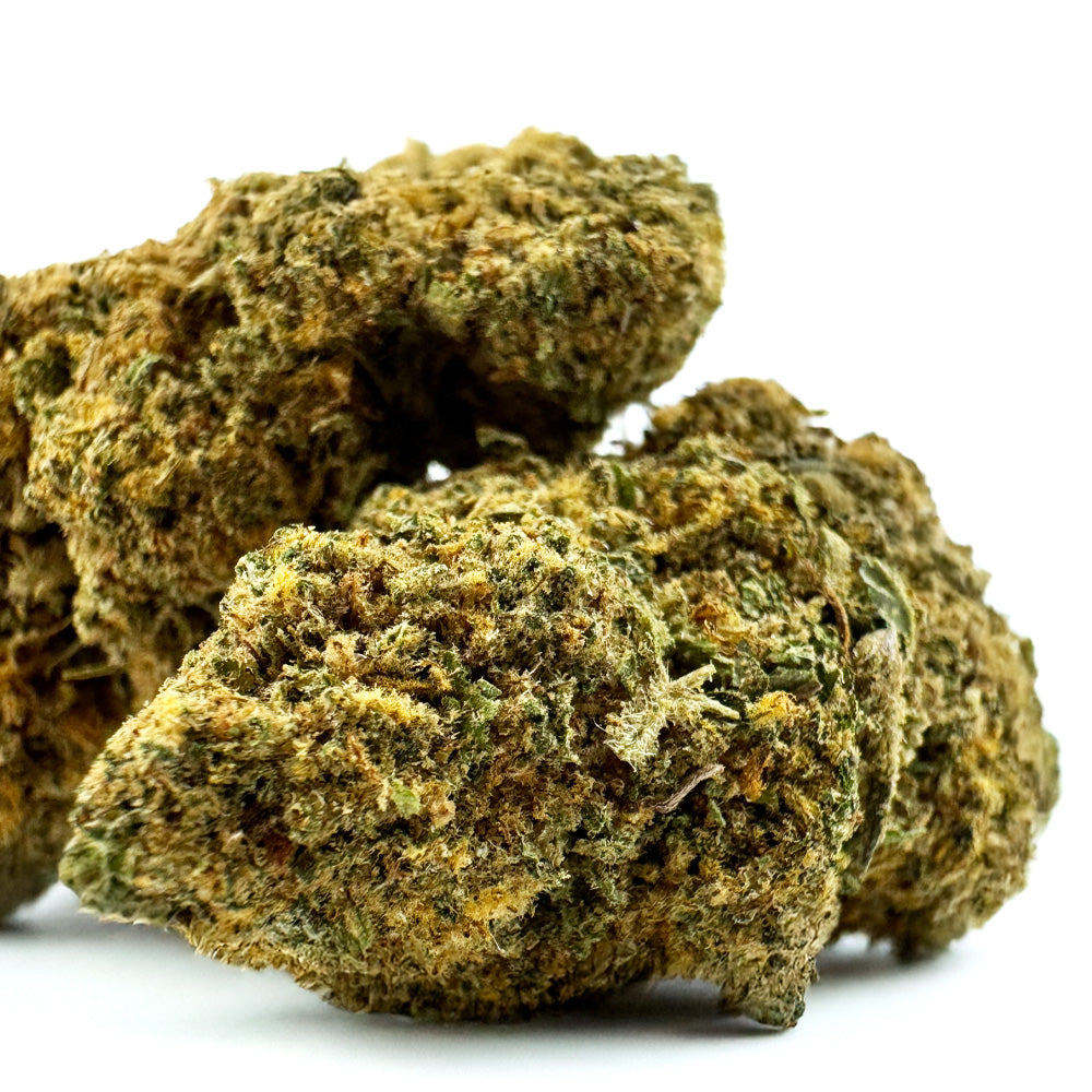 Orange Bud – uprawa indoor