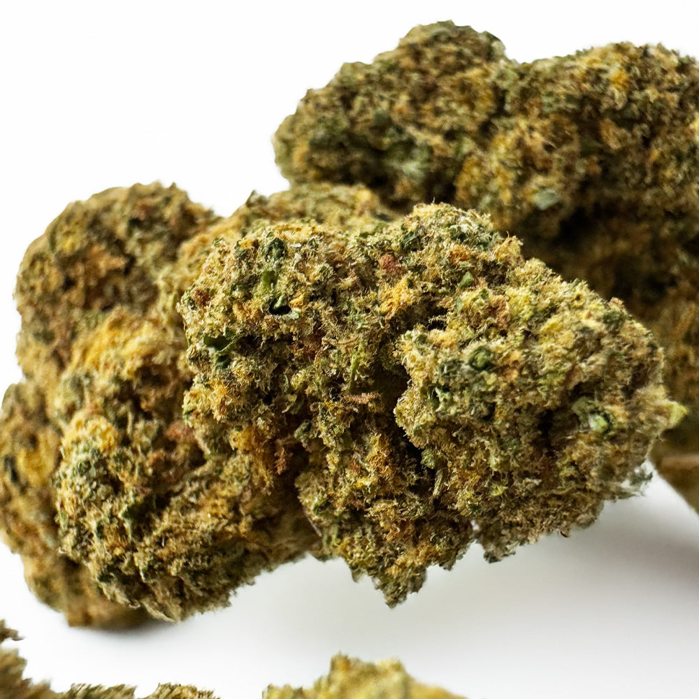 Orange Bud – uprawa indoor