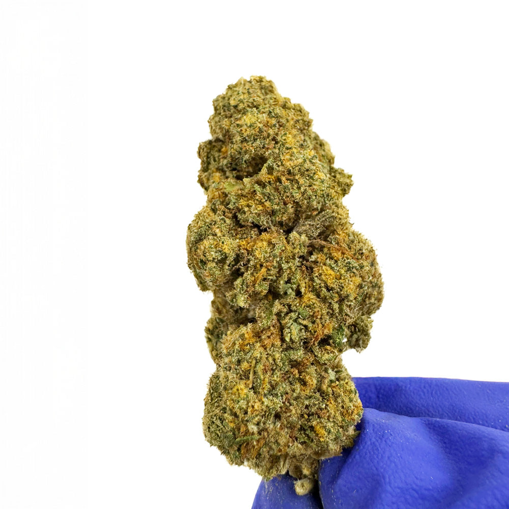Orange Bud – uprawa indoor