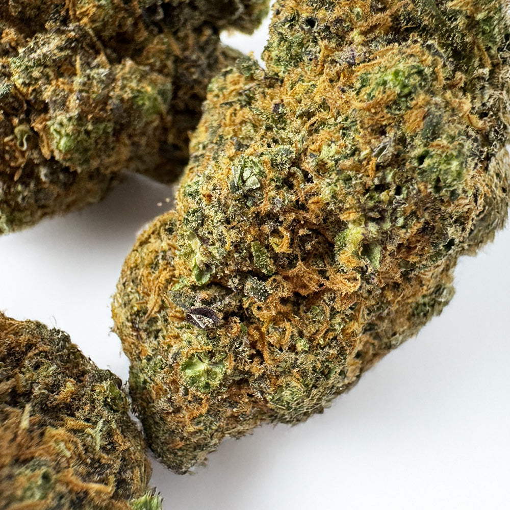 Purple Gaz CBD – uprawa w pomieszczeniu