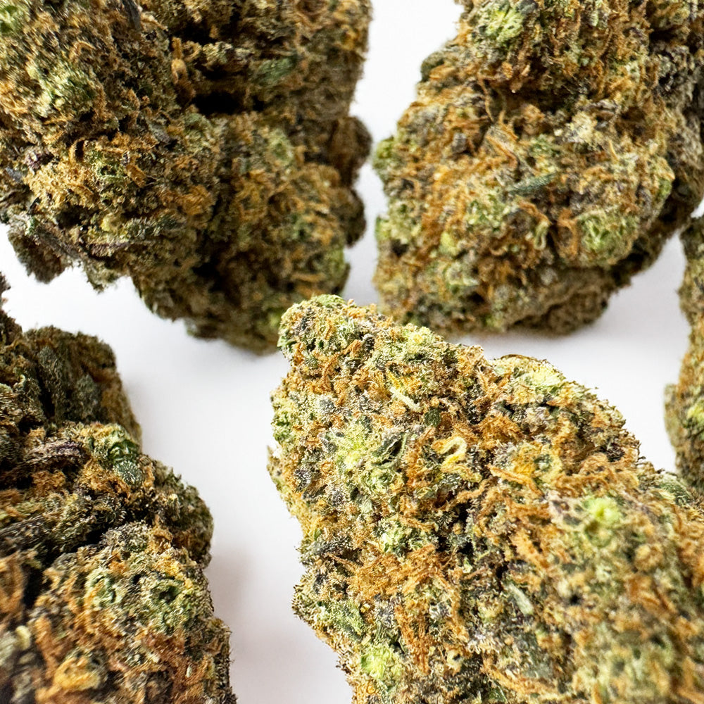Purple Gaz CBD – uprawa w pomieszczeniu
