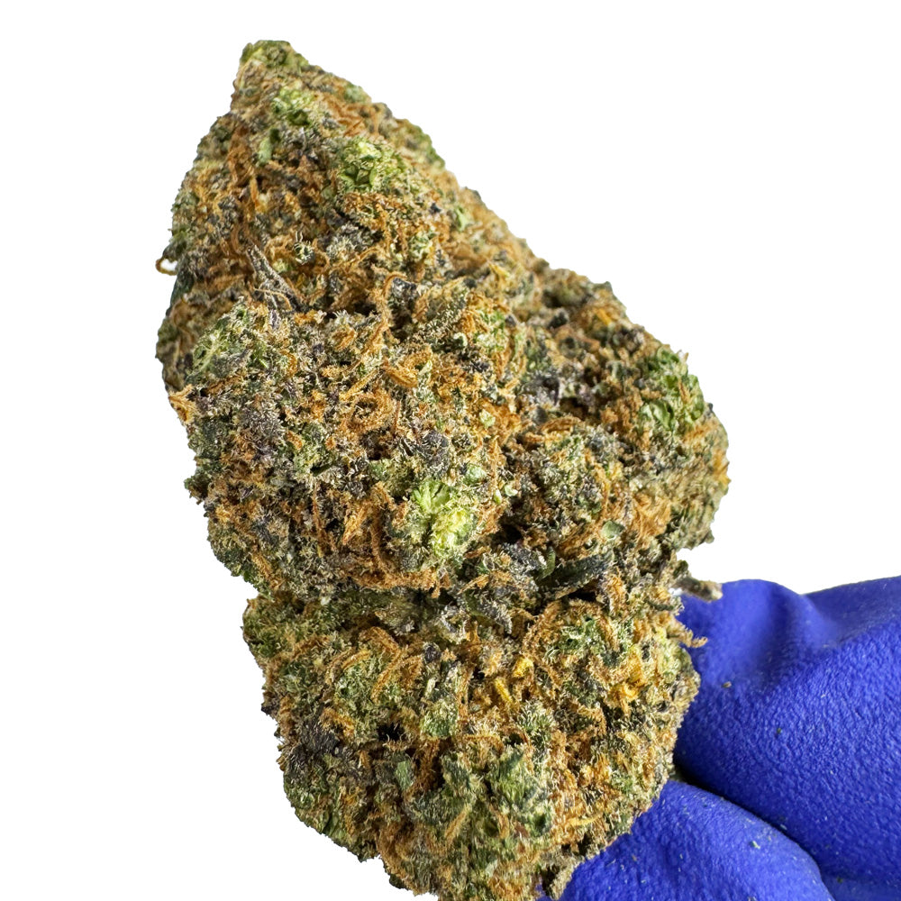 Purple Gaz CBD – uprawa w pomieszczeniu