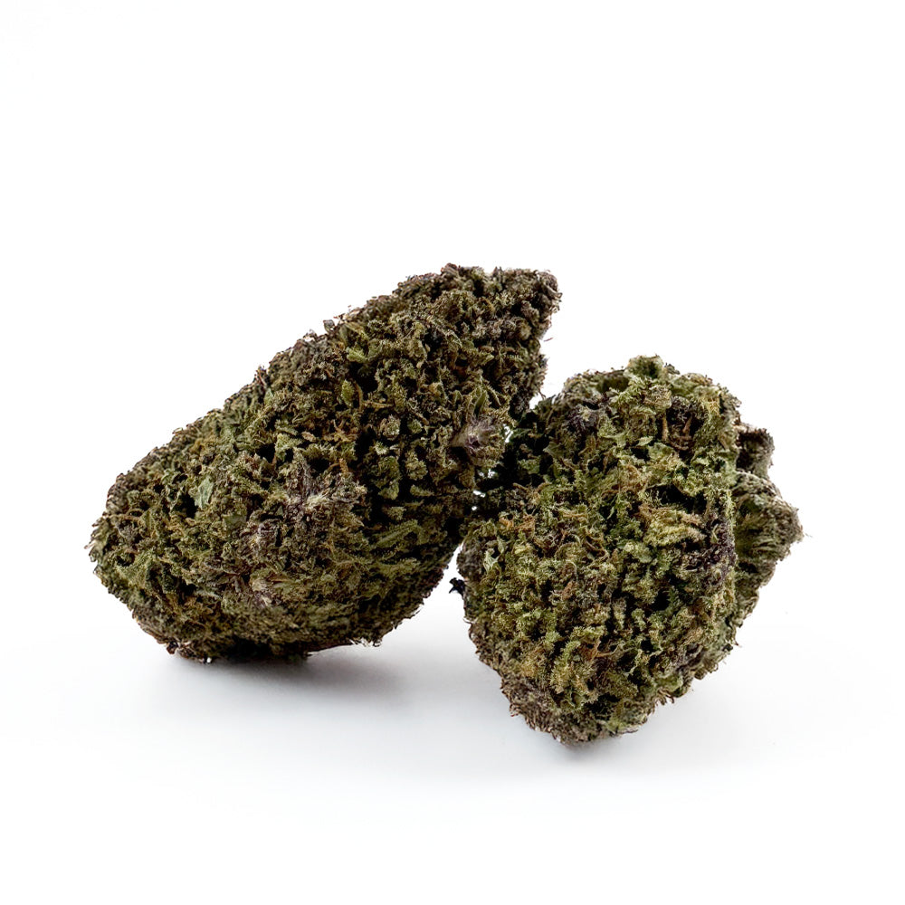 Purple Snowman - Híbrido EE. UU.