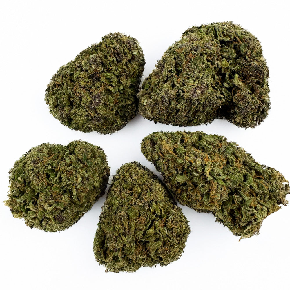 Purple Snowman - Híbrido EE. UU.