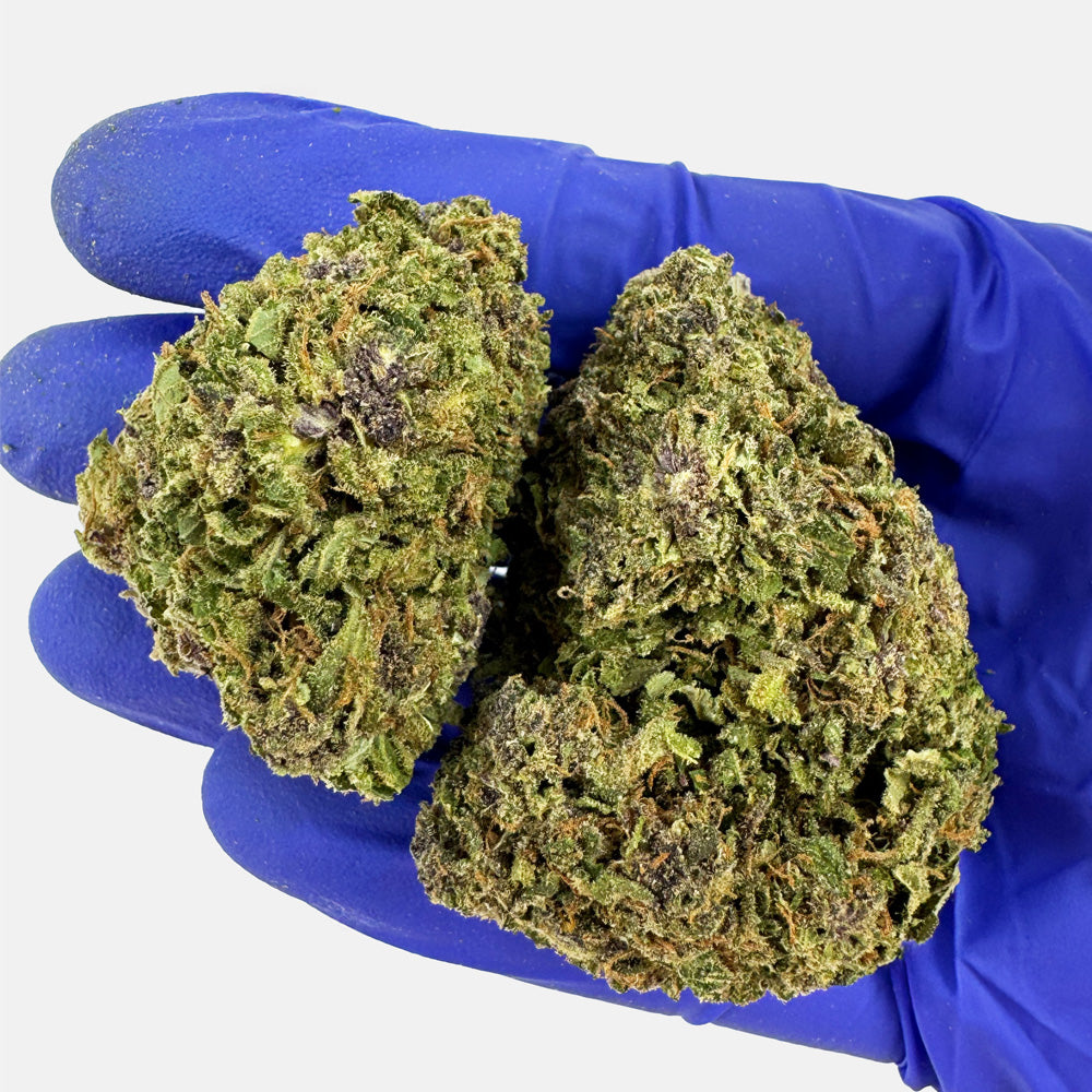 Purple Snowman - Híbrido EE. UU.