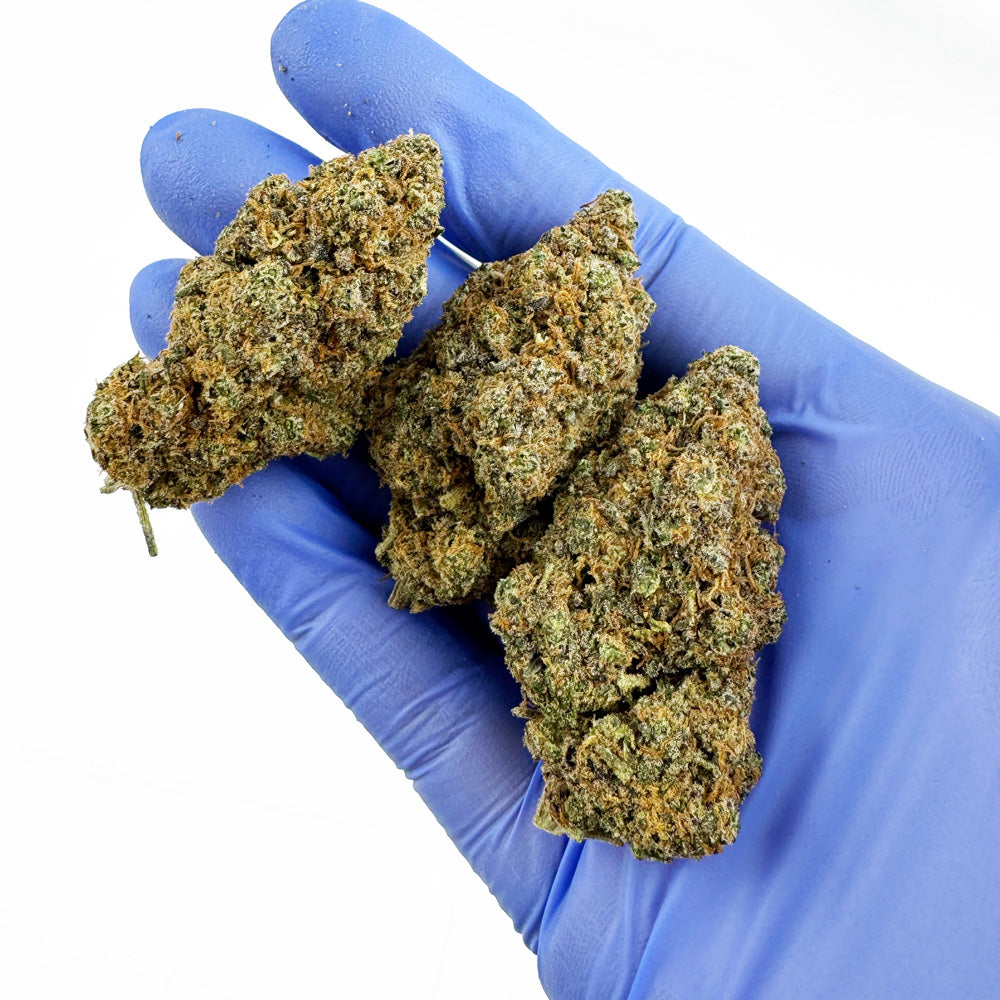 Purple Gaz CBD – uprawa w pomieszczeniu — zdjęcie 4