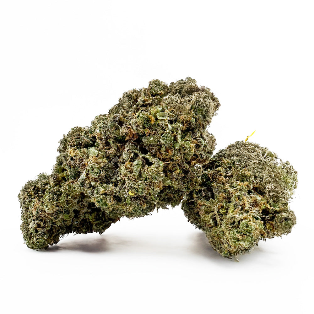 Rainbow Zangria – Indoor