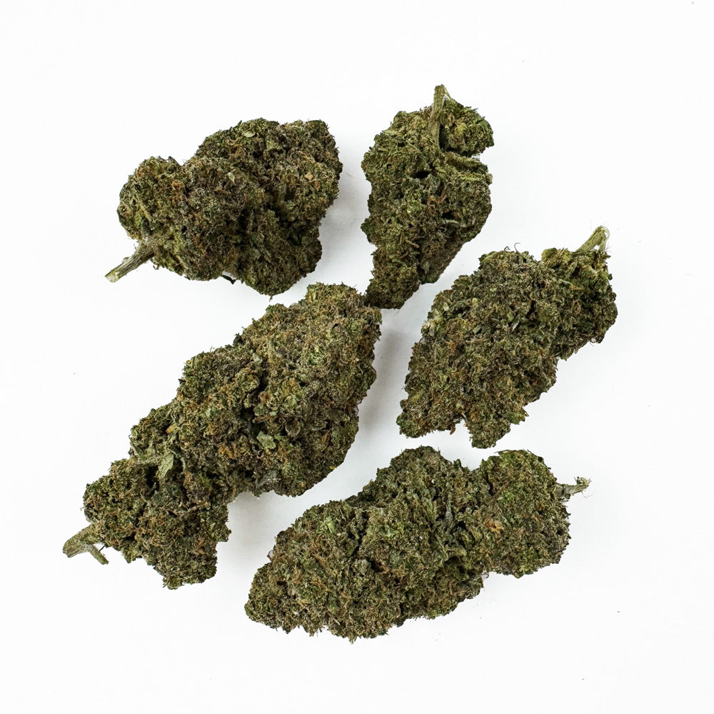 Rainbow Zangria – Indoor
