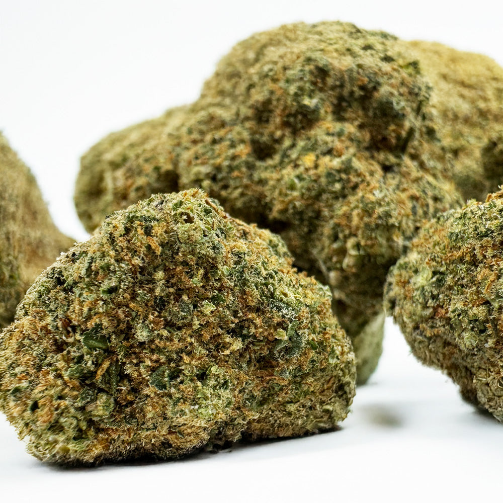 Rainbow X GP3 CBD – uprawa indoor