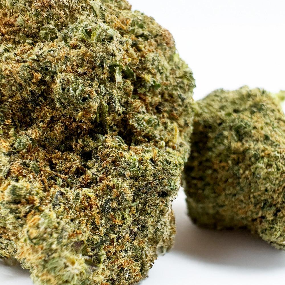 Rainbow X GP3 CBD – uprawa indoor
