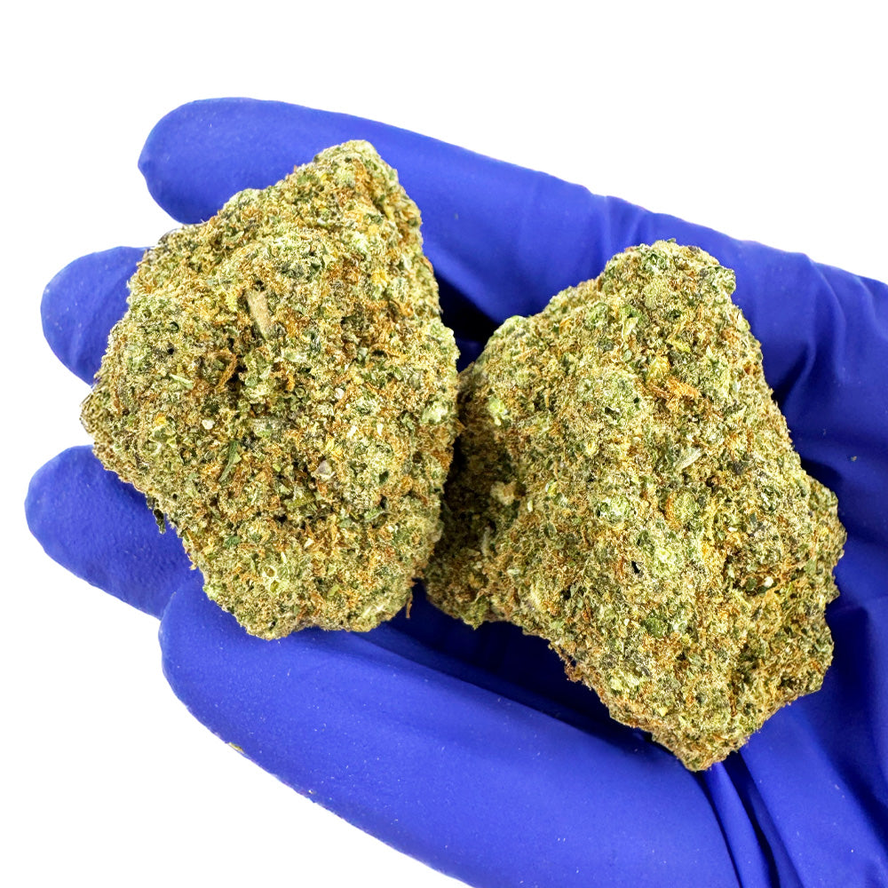 Rainbow X GP3 CBD - Interior